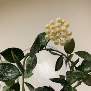 Meet your Posher, Jonah